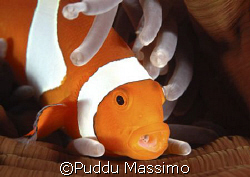 clownfish,maldives,nikon d70s 105mm macro by Puddu Massimo 